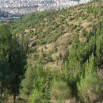 Θεσσαλονίκη: Εστία φωτιάς στο Σέιχ Σου