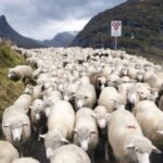 Προβατίνα γέννησε on air! (vid)