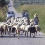 Πρόβατο προκάλεσε ατύχημα στην περιφερειακή οδό Θεσσαλονίκης