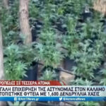 Κάλαμος: Εντοπίστηκε φυτεία με 1.600 δενδρύλλια κάνναβης  (vid)