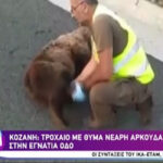 Κοζάνη: Τροχαίο με θύμα νεαρή αρκούδα στην Εγνατία Οδό (vid)