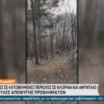 Αρκούδες βγήκαν… βόλτα σε Φλώρινα και Αμύνταιο (vid)