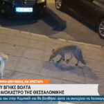 Θεσσαλονίκη: Αλεπού βγήκε βόλτα στην περιοχή του Ωραιοκάστρου! (vid)