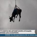 Ελβετία: Αερομεταφορά αγελάδων από δύσβατη περιοχή (vid)
