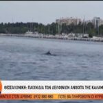 Θεσσαλονίκη: Παιχνίδια των δελφινιών ανοιχτά της Καλαμαριάς! (vid)