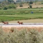 Άγρια άλογα βγήκαν στην Ιόνια Οδό! (vid)