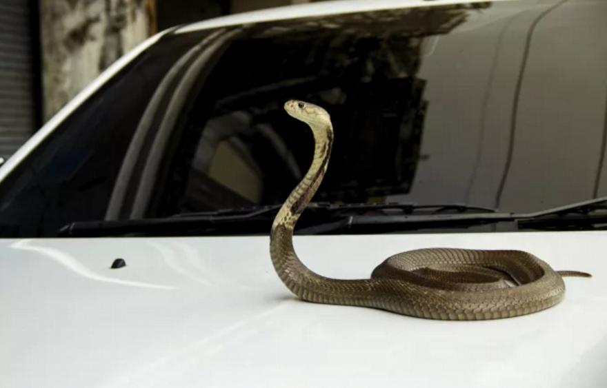 Τρόμος για οδηγό στην Λάρισα: Τον τσίμπησε φίδι ενώ οδηγούσε και έχασε τον έλεγχο του αυτοκινήτου
