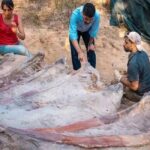 Πορτογαλία: Ο μεγαλύτερος δεινόσαυρος στην Ευρώπη βρέθηκε στην πίσω αυλή ενός σπιτιού
