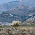 Κρήτη: Συγκλονίζει ο πατέρας του 8χρονου που δέχτηκε επίθεση από κριάρι (vid)