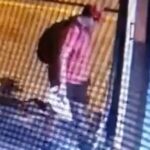Θεσσαλονίκη: Διδάκτωρ στο ΑΠΘ ο 39χρονος που ποδοπάτησε μέχρι θανάτου το γατάκι (vid)