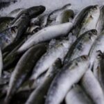 Κατασχέθηκαν 621 κιλά ψάρια στη Νέα Μηχανιώνα