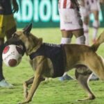 Ακυρώθηκε γκολ λόγω… σκύλου