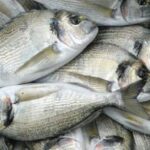 Κατασχέθηκαν 232 κιλά τσιπούρες στη Νέα Μηχανιώνα!