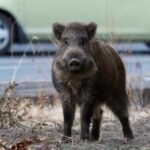 Ήρθαν αντιμέτωποι με αγριογούρουνο στο κέντρο της Θεσσαλονίκης (vid)