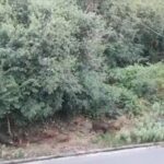 Λαγκαδάς: “Μάστιγα” η αύξηση του πληθυσμού των αγριογούρουνων – Καταστροφές και προβλήματα (vid)