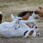 Σοκ στη Χαλκιδική με τη δολοφονία 21 σκυλιών (vid)