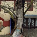 Θεσσαλονίκη: Σε κίνδυνο το γηραιότερο πλατάνι της πόλης ηλικίας 830 ετών (vid)