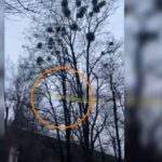 Ουκρανία: Νέο σοκαριστικό βίντεο από τη στιγμή της συντριβής του ελικοπτέρου δίπλα σε νηπιαγωγείο