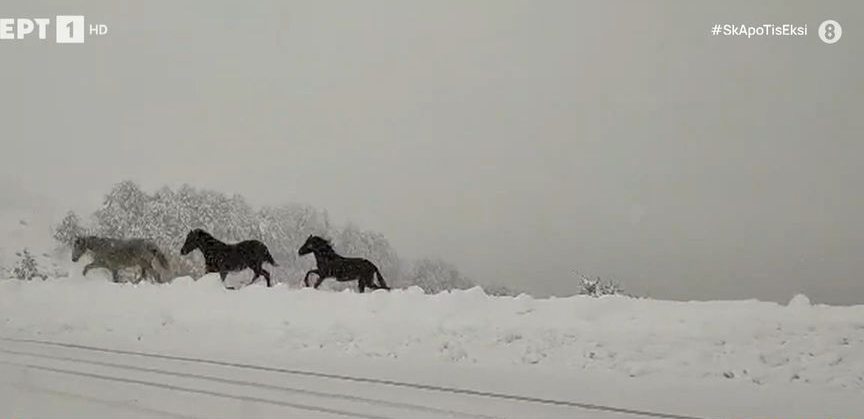 Έπεσαν τα πρώτα χιόνια στη Δυτική Μακεδονία (vid)