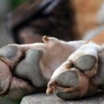 Ηλεία: Αδιανόητη κτηνωδία – Κρέμασαν σκύλο σε γέφυρα (vid)
