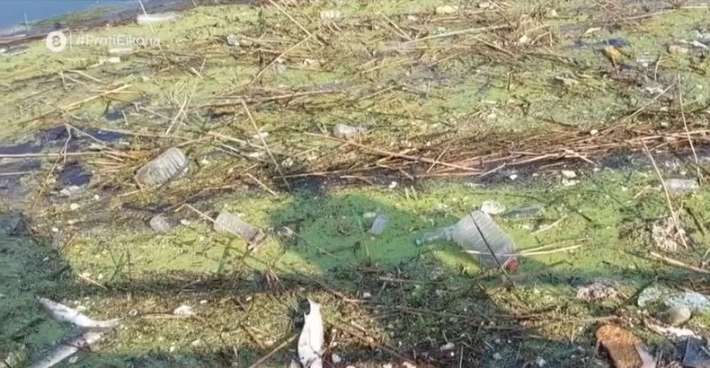 Σίνδος: Δεκάδες νεκρά ψάρια χύνονται στον Θερμαϊκό (vid)