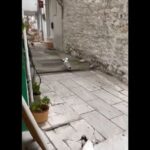 Γλάρος στην Καβάλα “κλέβει” γαριδάκια και κρουασάν (vid)