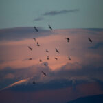 Όλυμπος: Αυστριακός πήγε με τα πόδια και… “έφυγε” με αλεξίπτωτο πλαγιάς (vid)