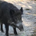 Θέρμη: Αγριογούρουνα… έκοβαν βόλτα σε αυλή σπιτιού (vid)