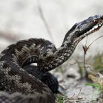 Εντυπωσιακές εικόνες από επιχείρηση απελευθέρωσης φιδιού στο Σέιχ Σου (vid)