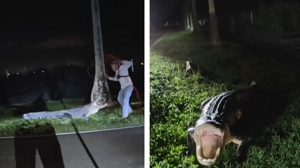 Αλιγάτορας τριών μέτρων έκανε… βόλτα στο δρόμο (vid)