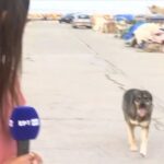 Θεσσαλονίκη: Σκύλος… κάνει παρέα σε ρεπόρτερ της ΕΡΤ! (vid)