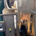 Στις Σέρρες ένα ρομπότ… αρμέγει αγελάδες (vid)
