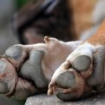 Καβάλα: Άνδρας κλώτσησε στη θάλασσα αδέσποτο σκύλο