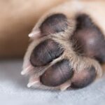 Θεσσαλονίκη: 90χρονος έθαψε σκύλο ζωντανό!