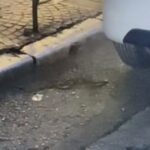 Θεσσαλονίκη: Ξέφυγε τον κίνδυνο η 4χρονη Νεφέλη που τη δάγκωσε οχιά