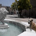 Εύβοια: Νεκρό σκυλί από πυροβολισμό – Έρευνες της αστυνομίας για τον δράστη
