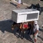 Εικόνες ντροπής: Γαϊδουράκια στην Ύδρα κουβαλούν μέχρι και ψυγεία (vid)