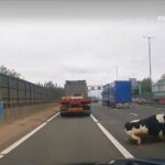 Αγγλία: Αγελάδα… έπεσε σε αυτοκινητόδρομο και προκάλεσε χάος! (vid)