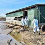 Θεσσαλία: «Τα πνιγμένα ζώα έχουν μείνει στις στέγες» (vid)
