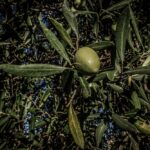 Σφραγίστηκε ο συνεταιρισμός στη Χαλκιδική – Δικογραφία για υπεξαίρεση και απάτη (vid)