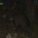 Θεσσαλονίκη: Αγριογούρουνο κόβει βόλτες στο κέντρο της Καλαμαριάς (vid)