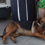 Κτηνωδία στην Ημαθία – Οδηγός αγροτικού έδεσε και έσυρε σκύλο στην άσφαλτο (vid)