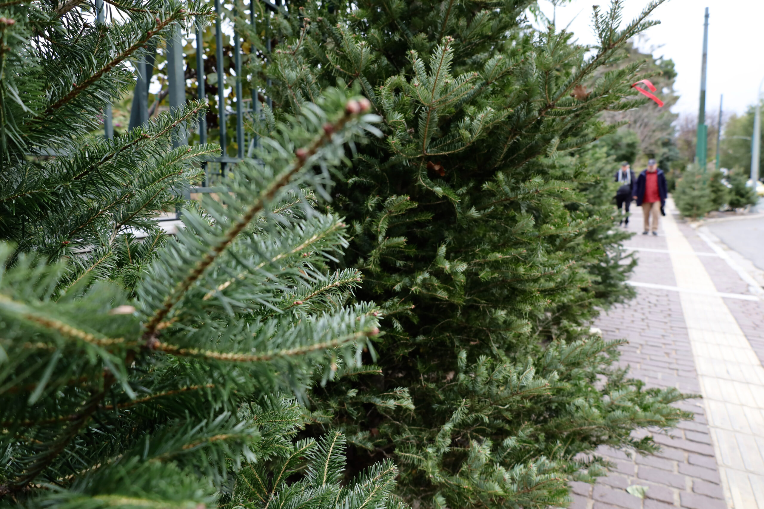 Τα δέντρα της Χαλκιδικής… κατακτούν την Αθήνα (vid)