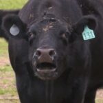 Ισχυρίζεται ότι καταιγίδα… πήρε και σήκωσε τον ταύρο του (vid)