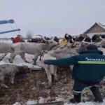 Σερβία: Επιχείρηση για τη διάσωση εκατοντάδων ζώων που παγιδεύτηκαν σε νησί του Δούναβη (vid)
