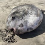 ΗΠΑ: Ξεβράστηκε θαλάσσιο «τέρας» μήκους 2 μέτρων