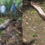 Σοκαριστικές εικόνες: Πύθωνας καταβρόχθισε γυναίκα (pics)