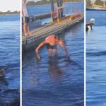 Η μάχη ενός άνδρας με καρχαρία για να τον… σώσει (vid)
