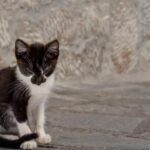 Βίντεο ντοκουμέντο: Νεαρός κλωτσάει και πατάει με το αυτοκίνητο γατάκι στην Καλαμαριά (vid)