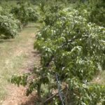 Πέλλα: Μαζεύουν τα κομμάτια τους οι παραγωγοί από τη χαλαζόπτωση (vid)